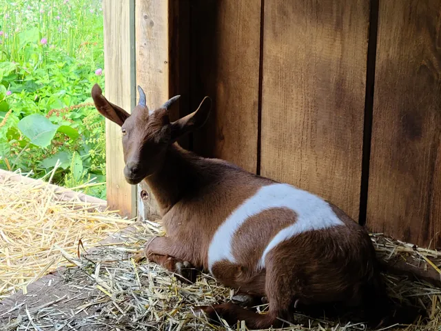Dillner Family Farms