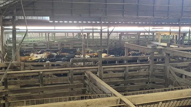 Navasota Livestock Market