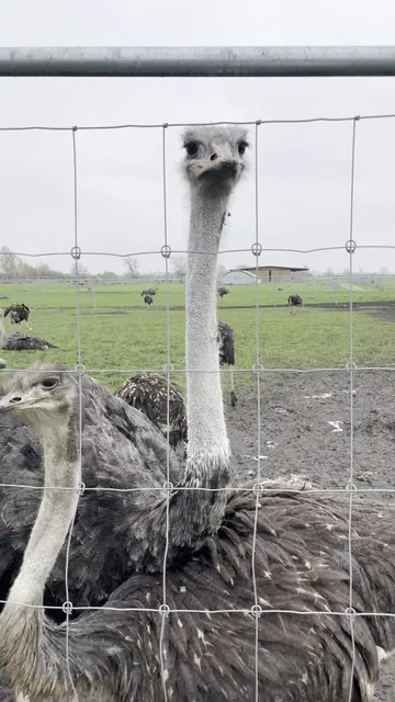 Straussen Eiland (Straussenstube)