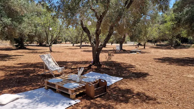 Olive Grove Experience Puglia