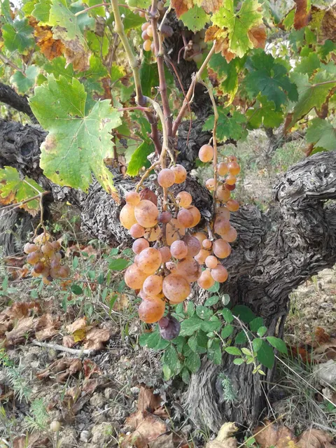 Celler Joan de la Casa. Viticultor