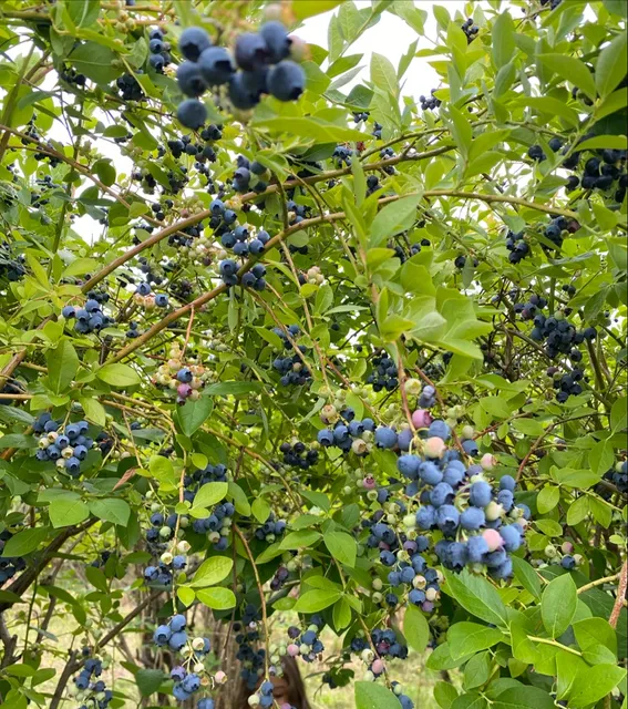 The Powder Blueberry Farm