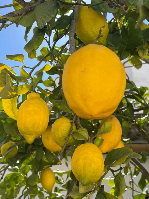 Lemon Tree Patio