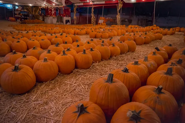 Mr. Jack O' Lanterns Pumpkin Patch