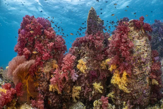 Satun Dive Resort : Koh Lipe