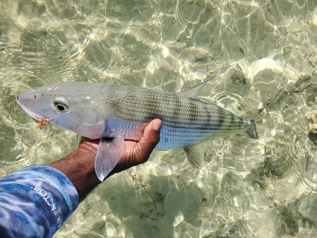 Lewy’s Bonefish Adventure/ Nassau Bonefishing