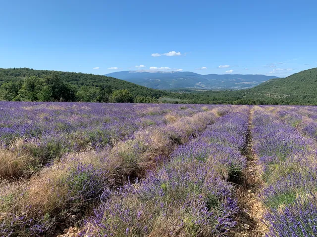 🌿 Lavender Farm Shop 🌿