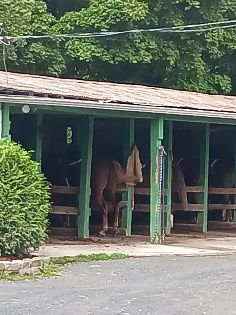 Fernwood Horseback Riding