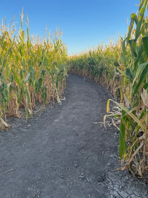 Old Farm Corn Maze