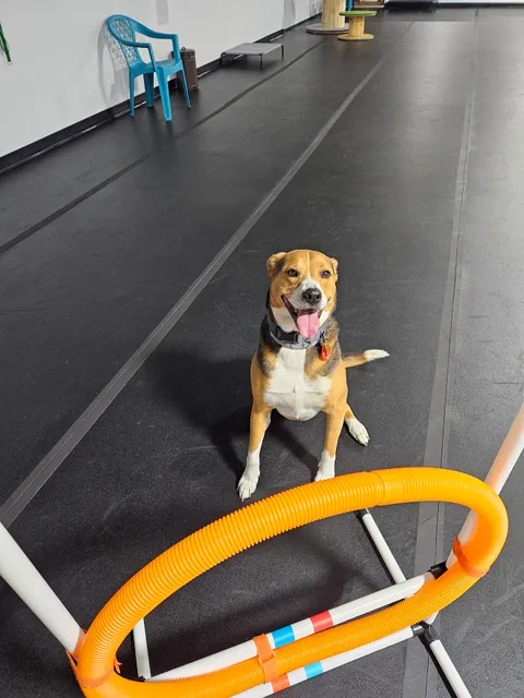 Canine Connection, LLC