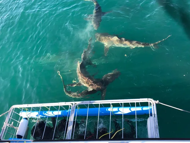 African Shark Eco-Charters- Shark Cage Diving