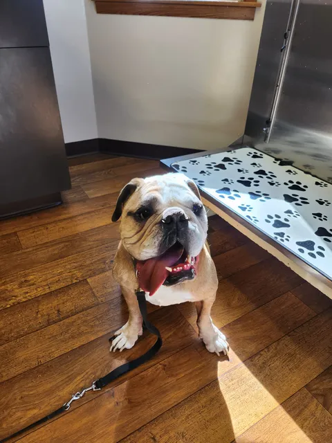 Animal Hospital of Pataskala