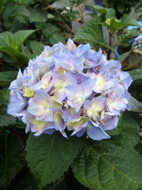 North Branch Nursery