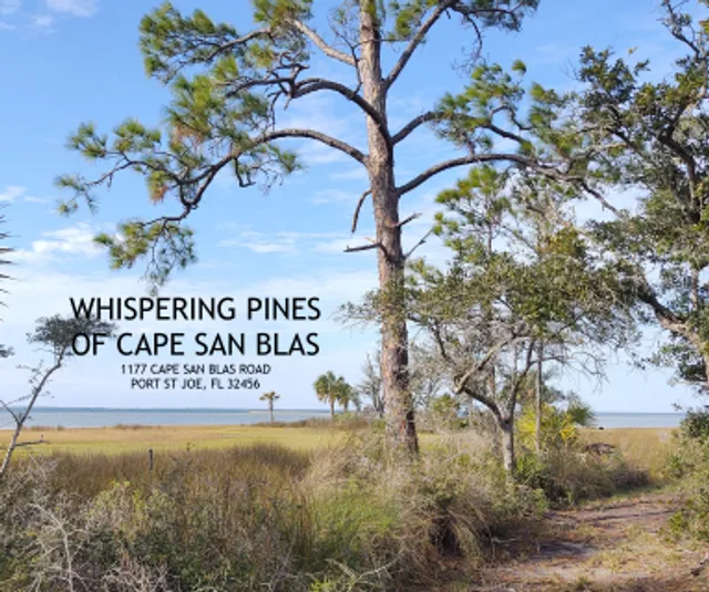 Whispering Pines of Cape San Blas