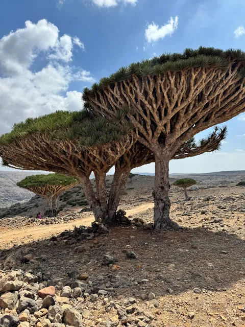 Socotra Specialty Tours