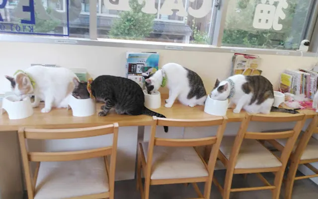 Cat's Cafe Gallery Cat's Eye