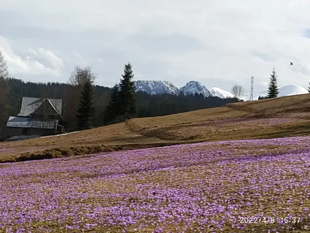 DOM W KROKUSACH POKOJE GOŚCINNE