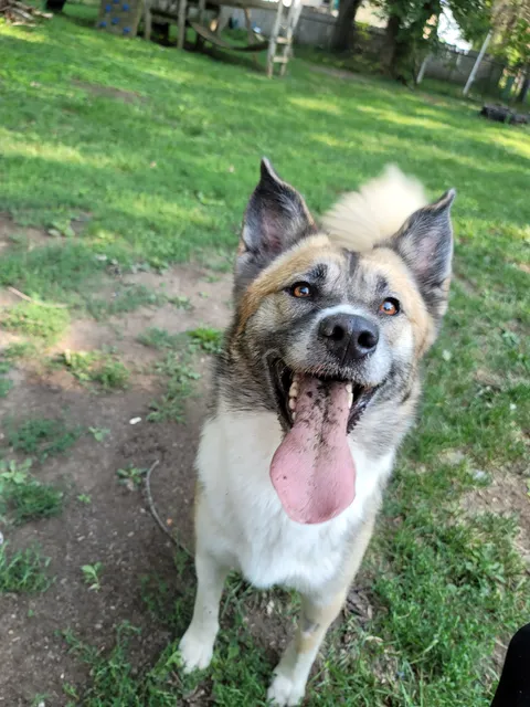 Humane Society-Barron County