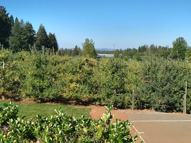 Goldbud Farms - Apple Hill # 39