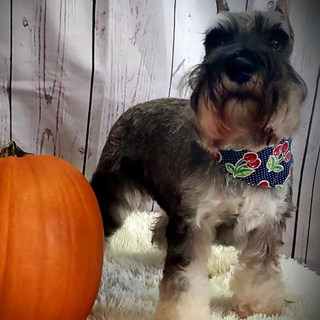 Brier Creek Pet Hotel