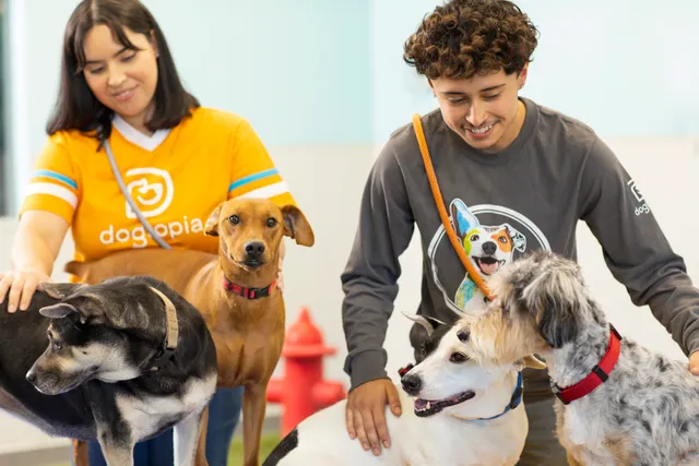 Dogtopia of South Ann Arbor