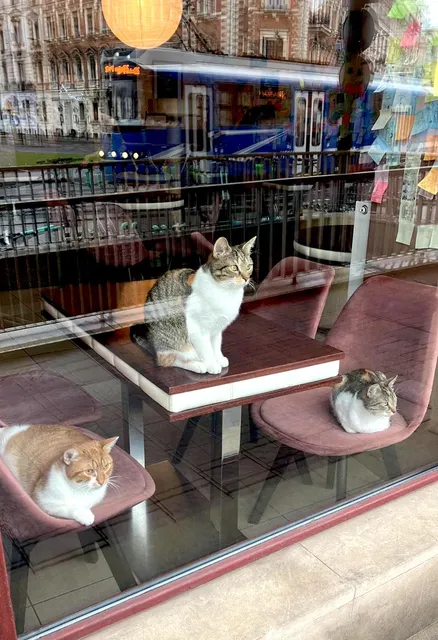 Cat Café Kociarnia