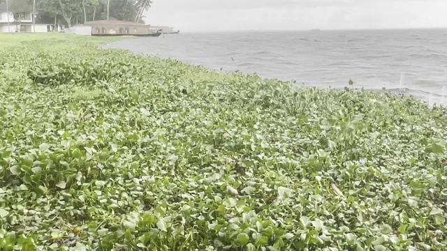 Edassery Kayal Resort