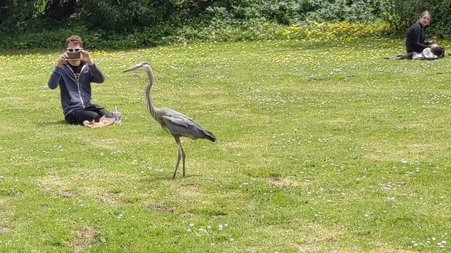 Hoover Redwood Grove Picnic Area