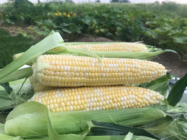 KiDZ Corn
