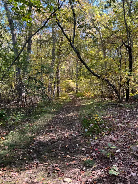 Berkley State Forest