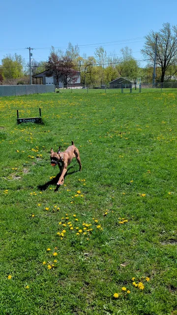 Oswego Dog Park