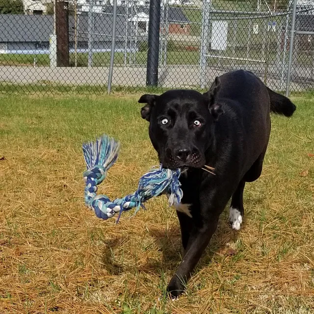 Danville-Boyle County Humane Society