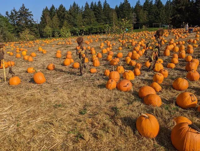 Bainbridge Island/Suyematsu Farm