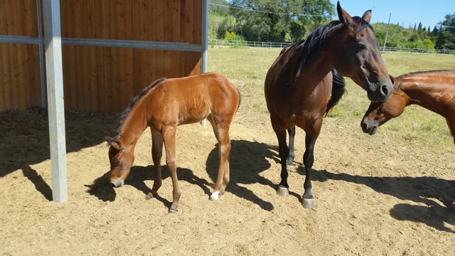 L'Oliveta Azienda Agricola