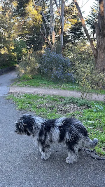 Buena Vista Dog Play Area