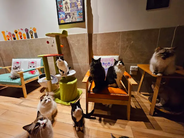 Cat Cafe Melbourne