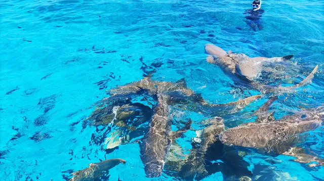 Stingray's & Shark's