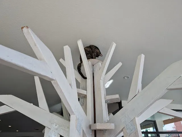 Feline Good Social Club