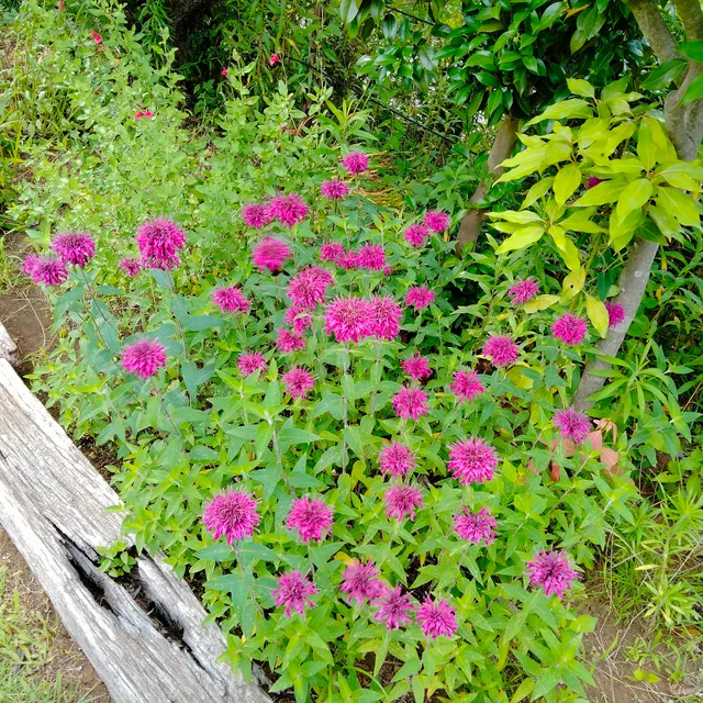 photo-3