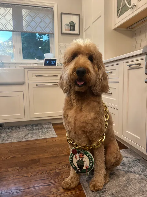 The Dapper Doodle Pet Salon & Self-Serve Dog Wash