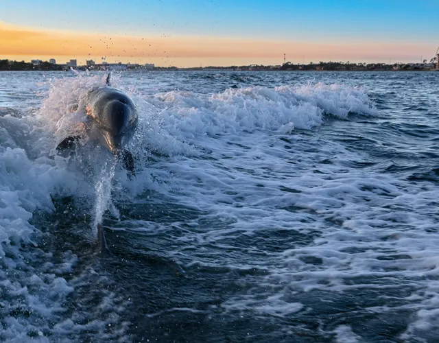 Dolphin Tours, Sunset, And Snorkel Boat Cruise - Panama City Beach