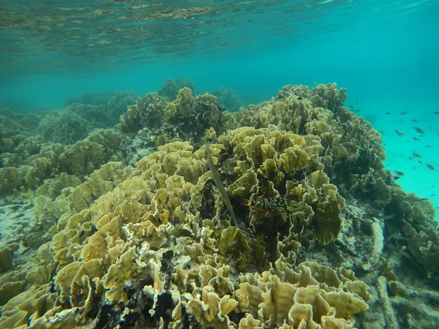 Cliff Dive Site (26)