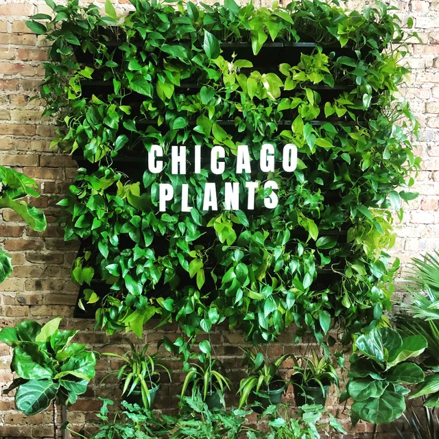 Chicago Plants
