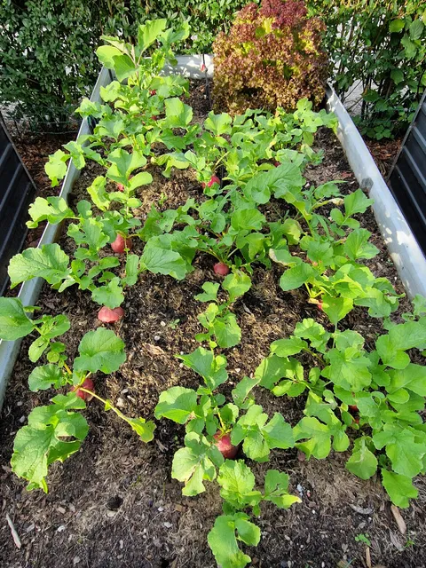 Waldfrieden Kleingartenverein e.V.