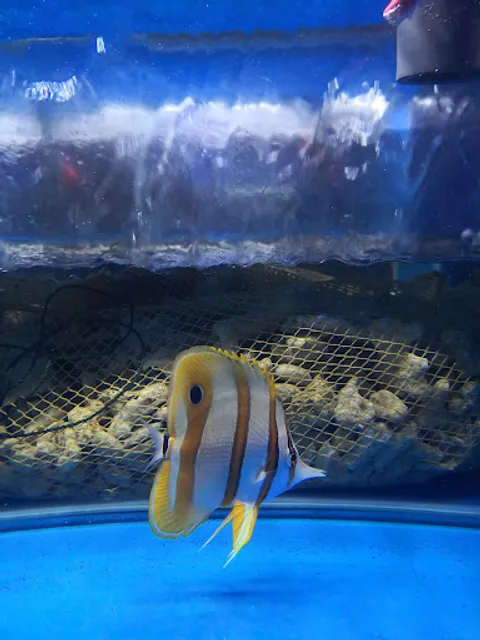 Lobang Crab Aquarium Johor Jaya