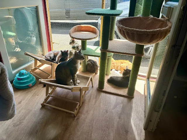 Kiko’s Cat Cafe