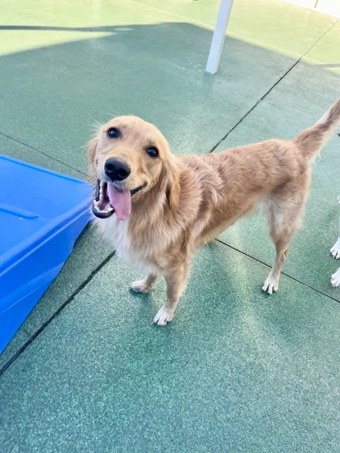 Wags and Whiskers of the Wiregrass