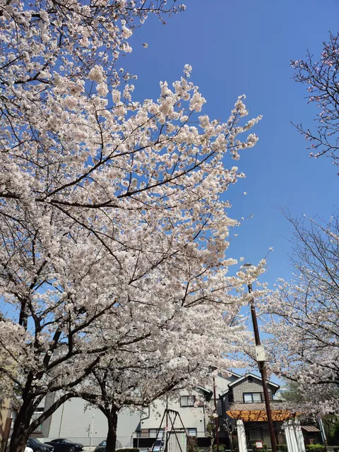 Takasegawa Shomen Children’s Park (Kikuhama Park)