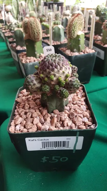 San Diego Cactus and Succulent Society