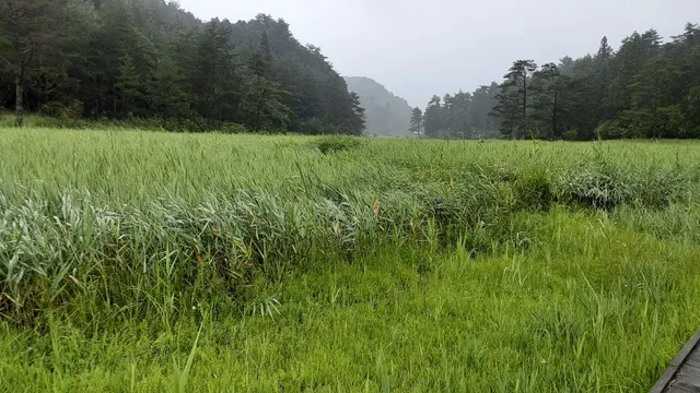 Kurozo Marshland